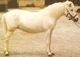 Guoxia Small Horse Breed